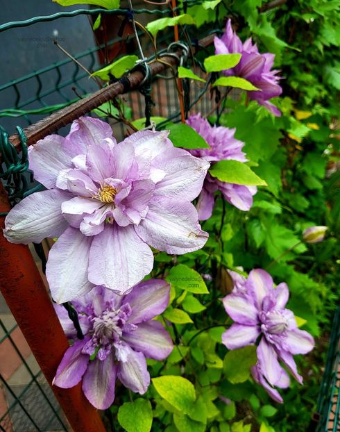Clematis Proteus - Clematis Proteus