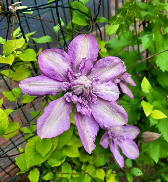 Clematis Proteus - Clematis Proteus