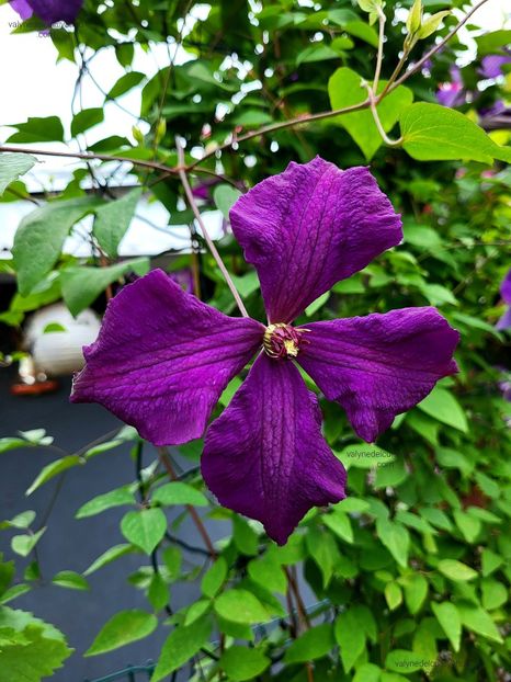 Clematis Warszawska Nike - Clematis Warszawska Nike