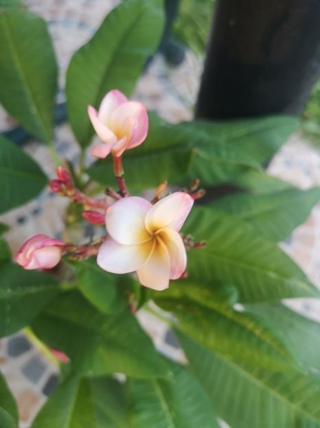  - Plumeria