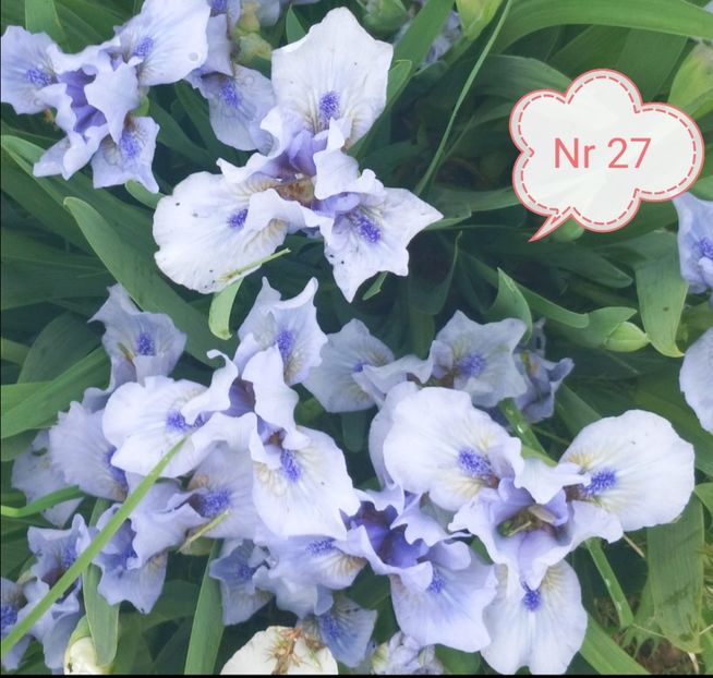  - 2023 IRISI PITICI DISPONIBILI