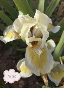  - 2023 IRISI PITICI DISPONIBILI