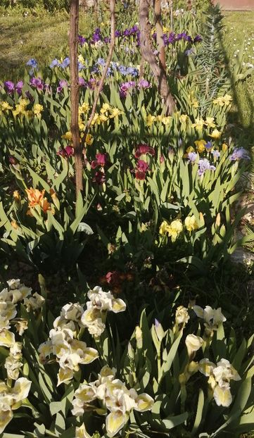  - 2023 IRISI PITICI DISPONIBILI