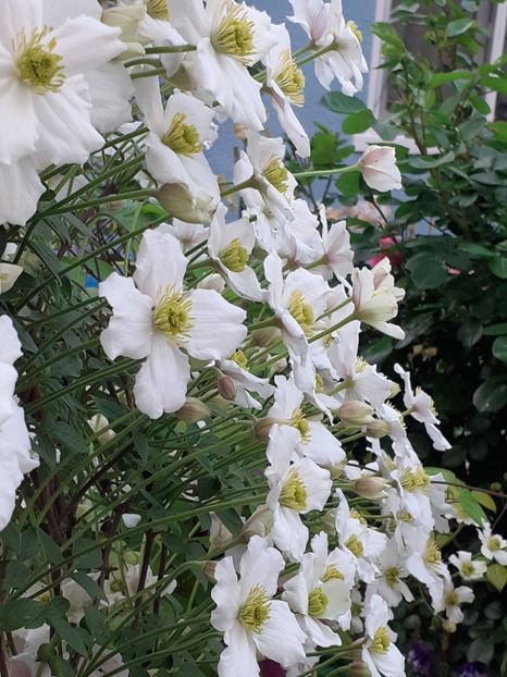  - Clematis Montana Prosperity 2022- 2023