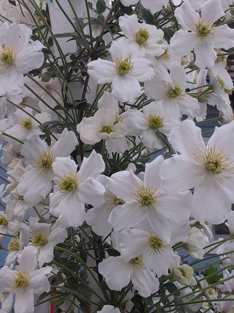  - Clematis Montana Prosperity 2022- 2023