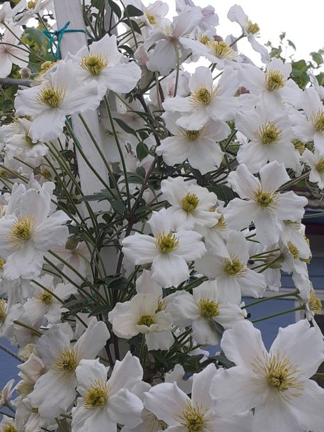  - Clematis Montana Prosperity 2022- 2023