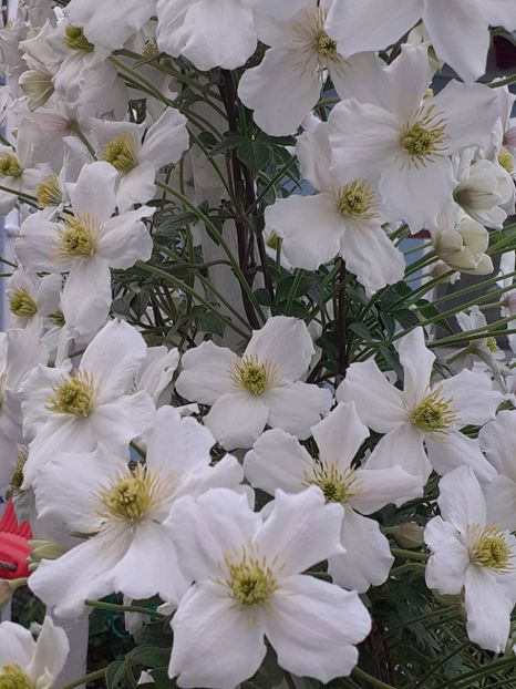  - Clematis Montana Prosperity 2022- 2023