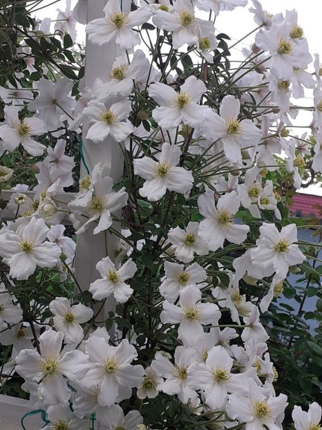 - Clematis Montana Prosperity 2022- 2023