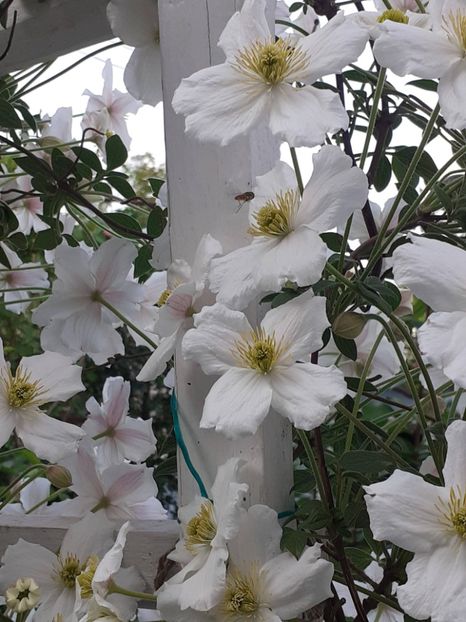  - Clematis Montana Prosperity 2022- 2023