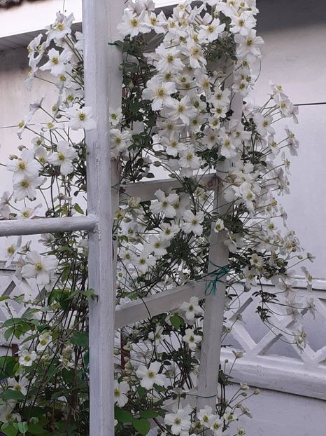  - Clematis Montana Prosperity 2022- 2023