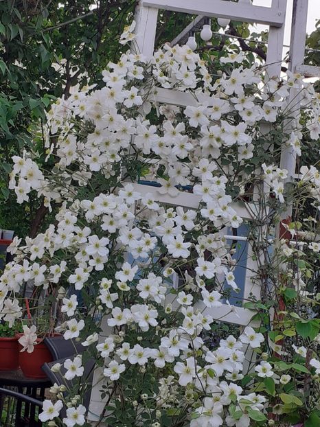  - Clematis Montana Prosperity 2022- 2023