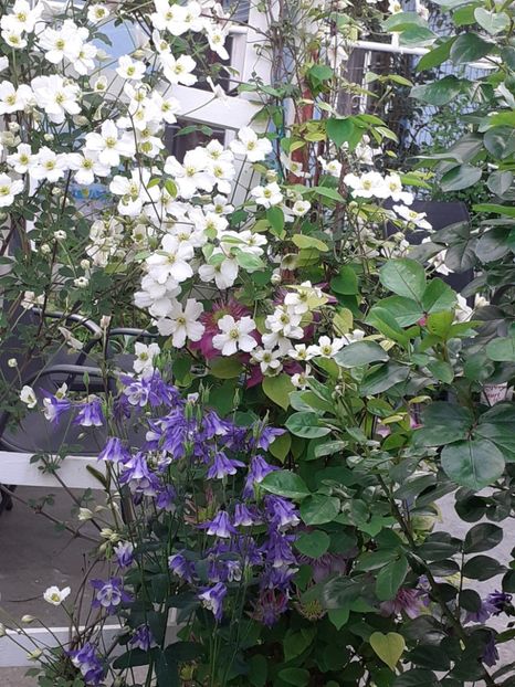  - Clematis Montana Prosperity 2022- 2023