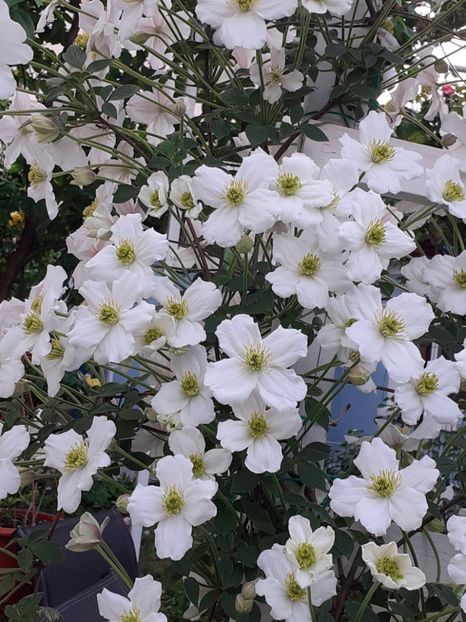  - Clematis Montana Prosperity 2022- 2023