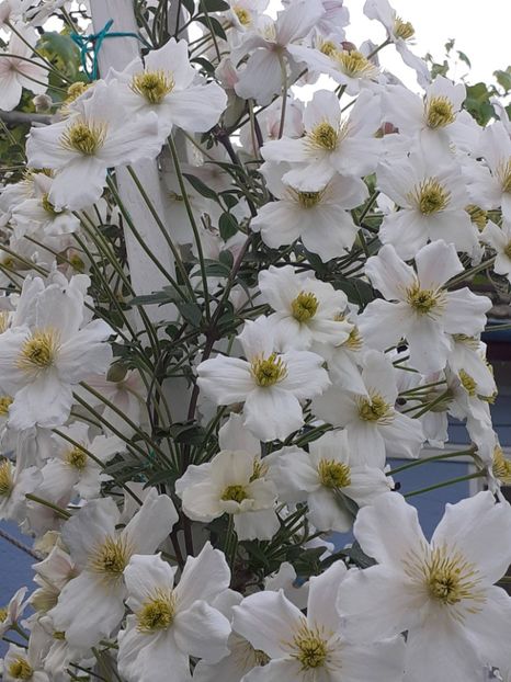  - Clematis Montana Prosperity 2022- 2023