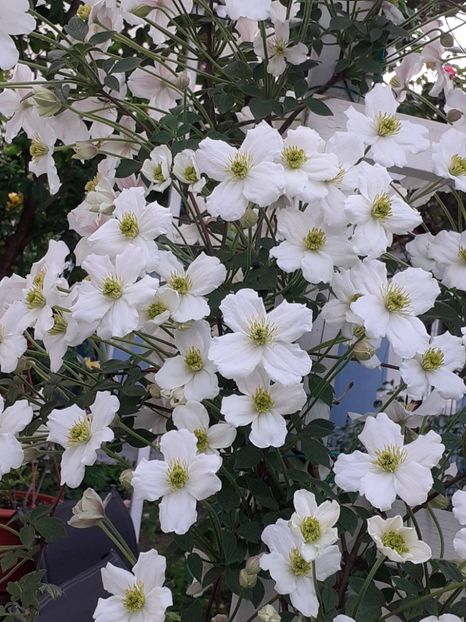  - Clematis Montana Prosperity 2022- 2023