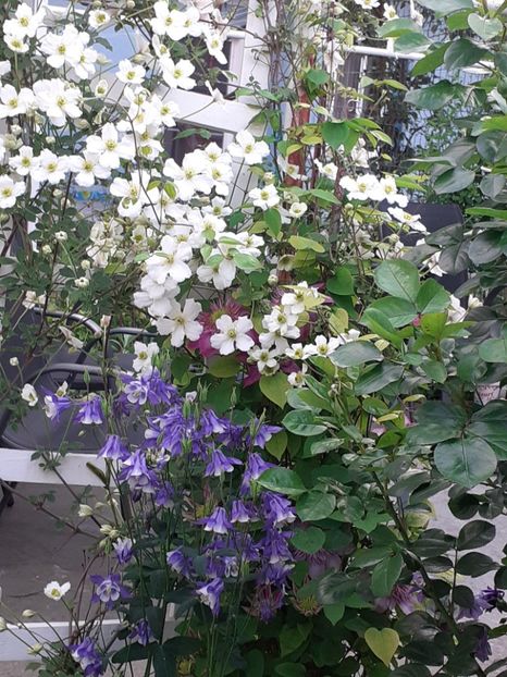 20230519_193254(0) - Clematis Montana Prosperity 2022- 2023