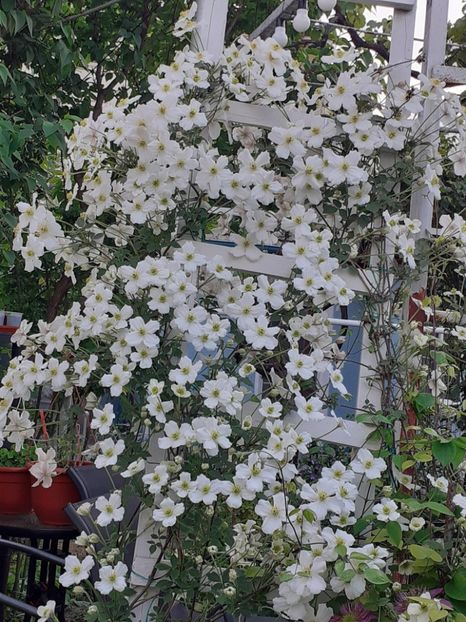  - Clematis Montana Prosperity 2022- 2023