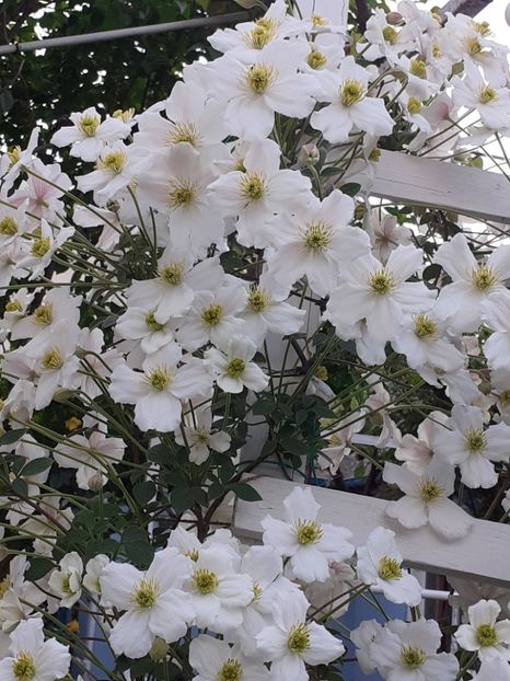  - Clematis Montana Prosperity 2022- 2023