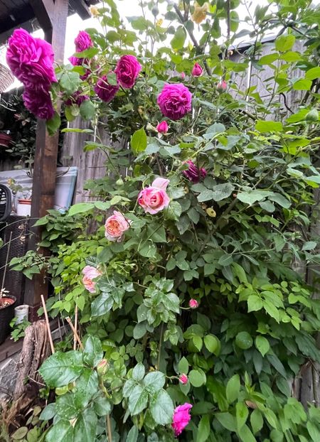 Sachsengruss și Julie Andrieu - Trandafiri 2023