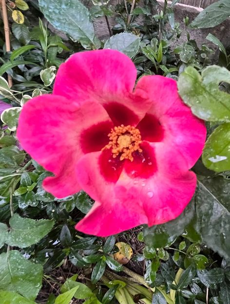 Sunshine Babylon Eyes - Trandafiri 2023