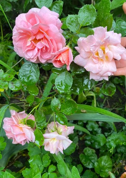 Gheisa - Trandafiri 2023