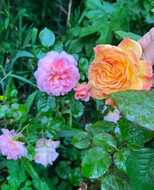 Garstenspass și Gheisa - Trandafiri 2023