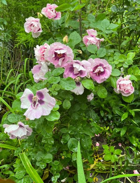 Eyes FOR you - Trandafiri 2023