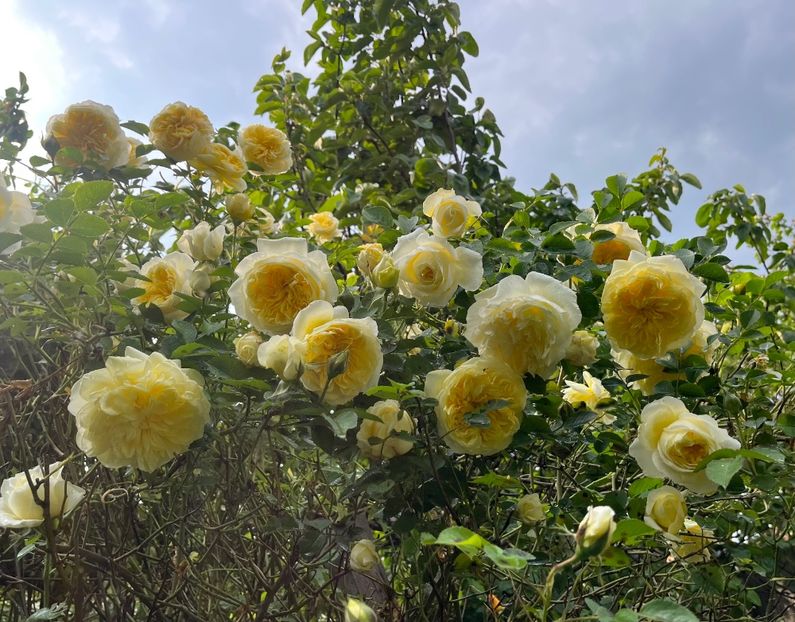 Pilgrim - Trandafiri 2023