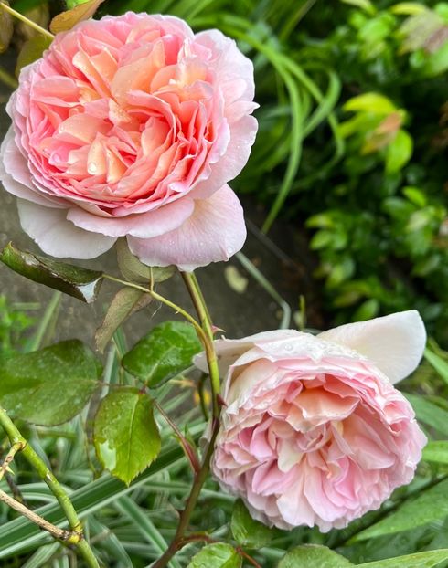 1546C423-E475-4E61-A6DE-6F93DE59CDF9 - Trandafiri 2023