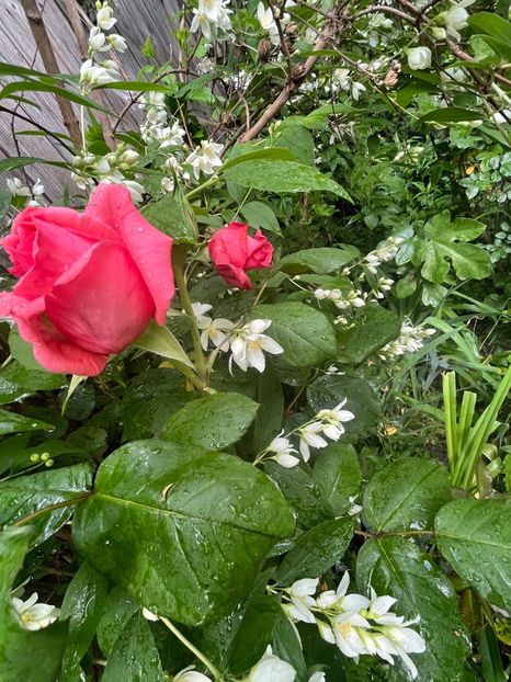 D8411E4A-4B59-4E32-8C19-540E4B9F7AE9 - Trandafiri 2023