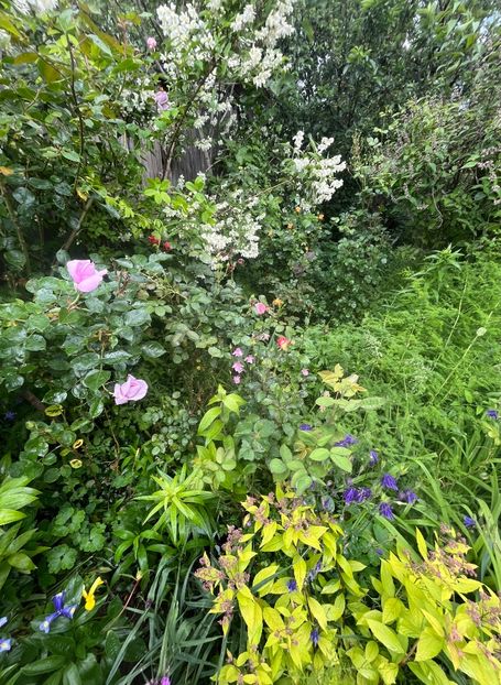 3DA489EA-E58E-496C-B965-C8D3CA5193BA - Trandafiri 2023