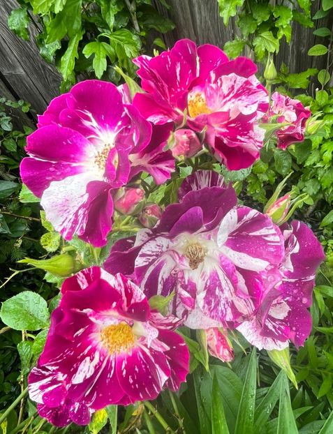 86FB5C26-1EF6-42A3-9F1E-A733A494D532 - Trandafiri 2023