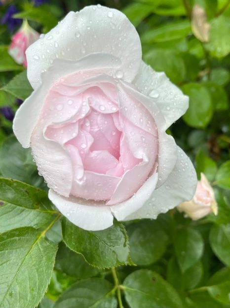 6416F7DD-602A-40DE-A2A7-0498648430E5 - Trandafiri 2023