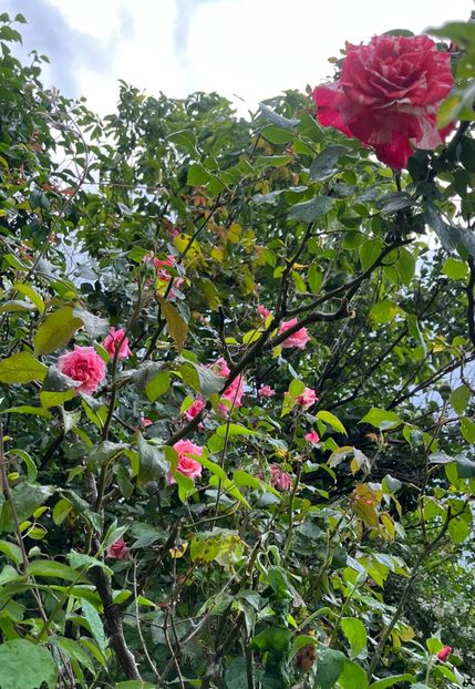 58E722FB-D486-43DD-94CB-C442D7B0C415 - Trandafiri 2023