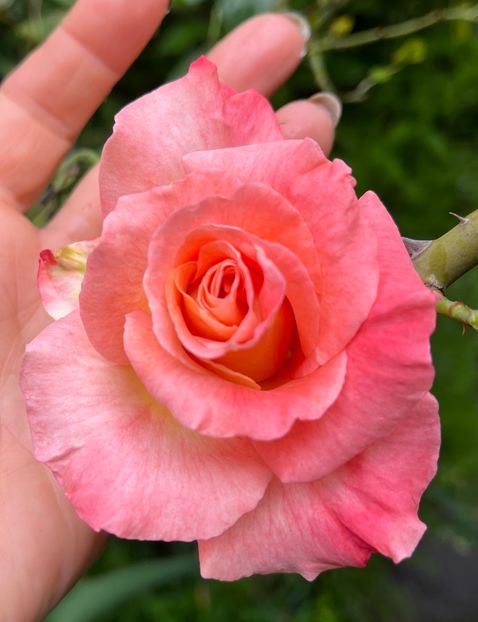 395A0088-7EE2-4FEF-875F-F76846278001 - Trandafiri 2023