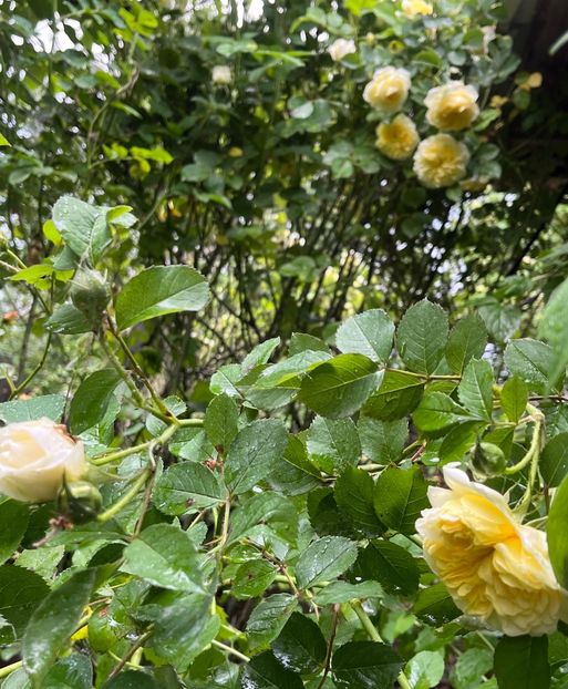 D80C5EE7-4F6D-4BD2-A4B7-B154DED156D9 - Trandafiri 2023