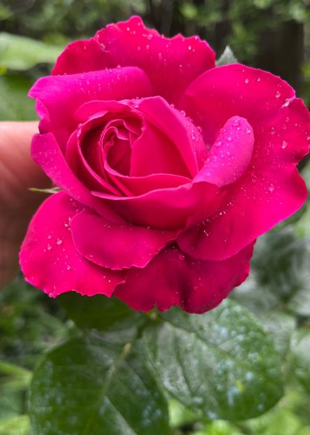 5CC01495-041B-4AFC-B859-EA5A51E16F66 - Trandafiri 2023