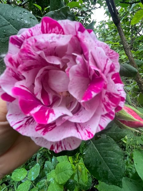 A6372F52-F897-4939-92E6-ECC165C5CF4D - Trandafiri 2023