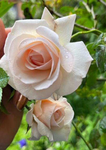 A171DDBF-15D9-4936-B720-0917A6D993F2 - Trandafiri 2023