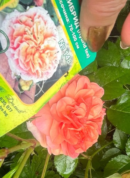 B9E63B6B-FE2A-4031-A8F9-47E093D10E14 - Trandafiri 2023