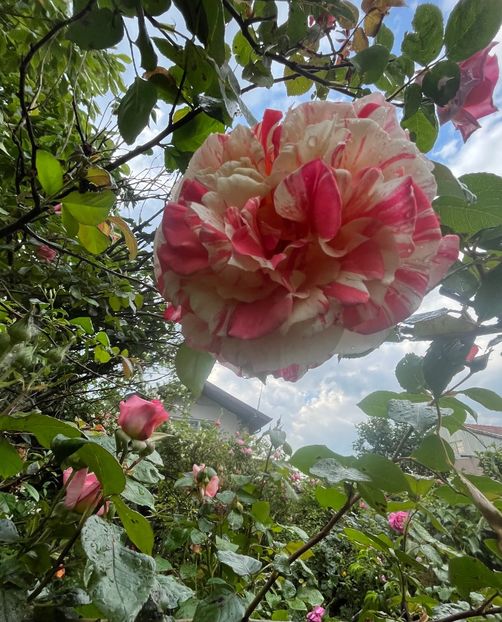 Philatelie - Trandafiri 2023