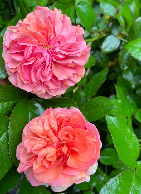 4245959B-4226-4B63-96A8-B67CE7AF056B - Trandafiri 2023