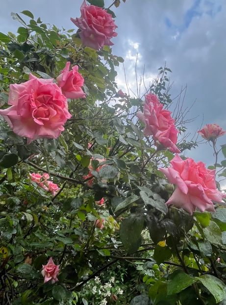 Compassion - Trandafiri 2023