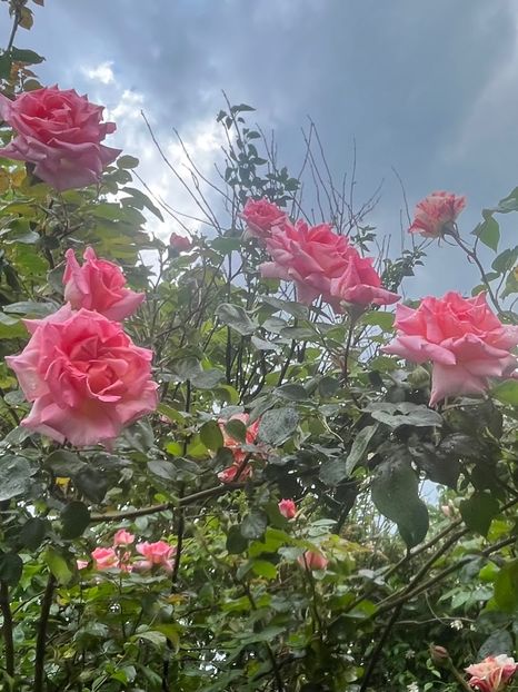 3DA1C564-E61F-404B-BD9F-B08965DAF837 - Trandafiri 2023