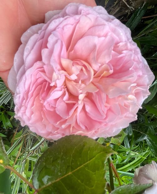 9D5C032A-DD8A-4B60-8375-610E35CBEAC1 - Trandafiri 2023