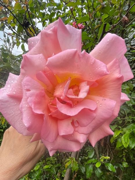 B8555D6C-1606-4970-B07E-3F3942B088FC - Trandafiri 2023