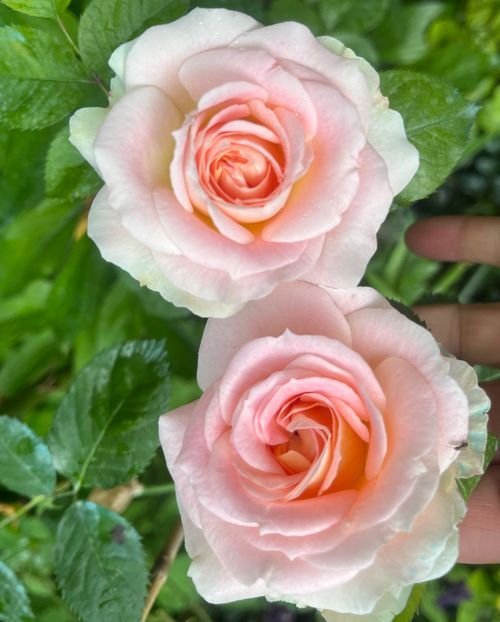 3D86EE4F-91EC-4952-A3D6-3CBC8FC04839 - Trandafiri 2023