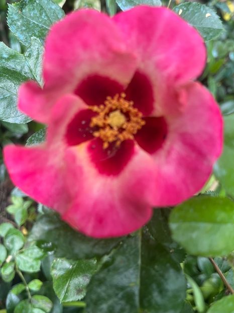 Sunshine babylon eyes - Trandafiri 2023