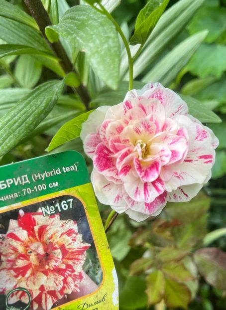 0C9D3590-DF8F-4A86-BD7B-FE55B9476891 - Trandafiri 2023