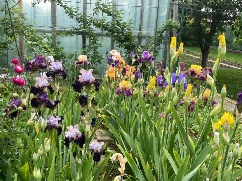 FD9BA230-A57B-40C2-B378-A82F74A16C17 - 01 Iriși 2023